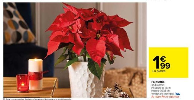 €  1⁹9  La plante  Poinsettia 4/5 branches Pot diamètre 13 cm Hauteur 35/38 cm Vendu sans cache pot. Au rayon Fleurs et plantes 