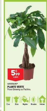 599  La plat  GARDENLINE  PLANTE VERTE  Ficus Ginseng ou Pachira.  12cm  Regulier o-ombre  trier 