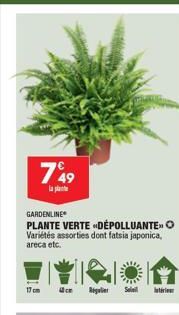 7%9  la pla  GARDENLINE  PLANTE VERTE DEPOLLUANTE O  Variétés assorties dont fatsia japonica, areca etc.  17 cm  Regulier Soleil intérieur 