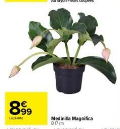 899  La plante  63  Medinilla Magnifica 017 cm 