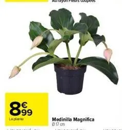 899  la plante  63  medinilla magnifica 017 cm 