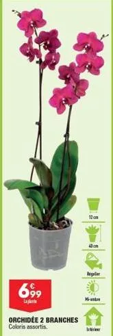 699  laplant  orchidée 2 branches coloris assortis.  12cm  regulier  mi-ambe  inter 