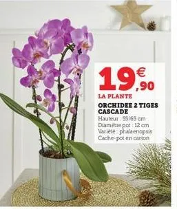 €  19,90  la plante orchidee 2 tiges cascade  hauteur: 55/65 cm diamètre pot: 12 cm variété phalaenopsis cache-pot en carton 