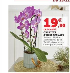 €  19,90  LA PLANTE ORCHIDEE 2 TIGES CASCADE Hauteur: 55/65 cm Diamètre pot: 12 cm Variété phalaenopsis Cache-pot en carton 