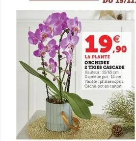 €  19,90  la plante orchidee 2 tiges cascade hauteur: 55/65 cm diamètre pot: 12 cm variété phalaenopsis cache-pot en carton 