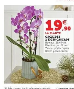 (a) prix moyen habituellement constaté  €  19,90  la plante orchidee 2 tiges cascade hauteur: 55/65 cm diamètre pot: 12 cm variété phalaenopsis cache-pot en carton 