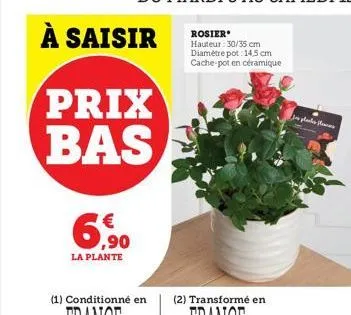 la plante  prix bas  à saisir  rosier  hauteur: 30/35 cm diamètre pot: 14,5 cm cache-pot en céramique  ܟܟܝܒܐ ܪܬܐܢܐܡ ܗܘܐ 