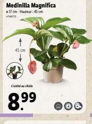 Medinilla Magnifica  17 cm-Hauteur: 45 cm  47  45 cm  L'unité au choix  8.9⁹⁹  n* 