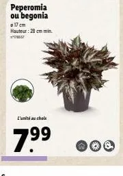 peperomia ou begonia  17 cm hauteur: 28 cm min.  178557  lumits au chalte  7.⁹⁹  c 