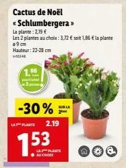 cactus de noël  «schlumbergera>>  la plante: 2,19 €  les 2 plantes au choix: 3,72 € soit 1,86 € la plante  o 9 cm  hauteur: 22-28 cm  1.86  pourt 2  -30%  la plante 2.19  7.53  sur la zme  la plante ●