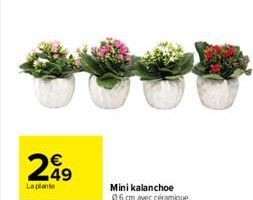 kalanchoe 