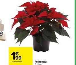 poinsettia 