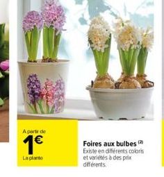 A partir de  1€  La planto  Foires aux bulbes (2 Existe en différents colors et variétés à des prix différents. 