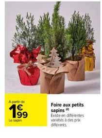 A partir de  199  Le sapin  Foire aux petits sapins  Existe en différentes variétés à des prix différents. 