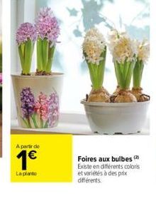 A partir de  1€  La planto  Foires aux bulbes (2 Existe en différents colors et variétés à des prix différents. 