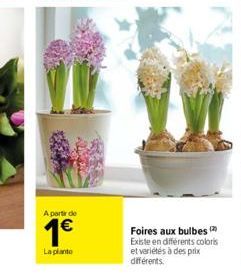 A partir de  1€  La planto  Foires aux bulbes (2 Existe en différents colors et variétés à des prix différents. 