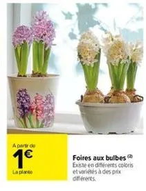 a partir de  1€  la plante  foires aux bulbes (2) existe en différents coloris et variétés à des prix différents 