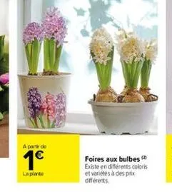 a partir de  1€  la plante  foires aux bulbes (2) existe en différents coloris et variétés à des prix différents 