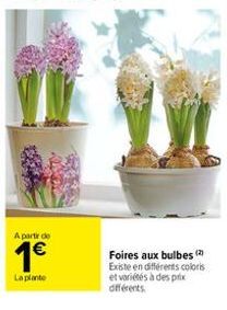 A partir de  1€  La plante  Foires aux bulbes (2) Existe en différents coloris et variétés à des prix différents 