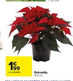 poinsettia 