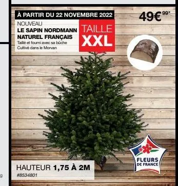 à partir du 22 novembre 2022  nouveau  le sapin nordmann taille xxl  naturel français taillé et fourni avec sa büche cultivé dans le morvan  hauteur 1,75 à 2m  #8534801  49€99*  fleurs  de france 