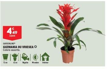 449  Laplat  GARDENLINE GUZMANIA OU VRIESEA O Coloris assortis.  12cm 42cm Reg M-br 