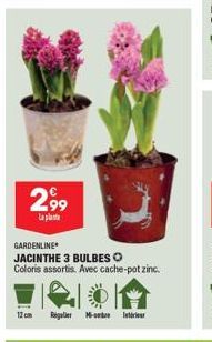 2,99  La plat  GARDENLINE  JACINTHE 3 BULBES O  Coloris assortis. Avec cache-pot zinc.  12cm Regler - 