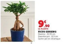 ficus ginseng 