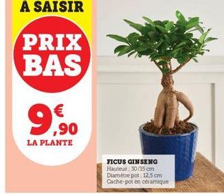 ficus ginseng 