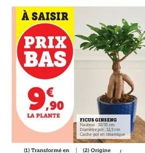 ficus ginseng 