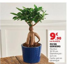 ficus ginseng 