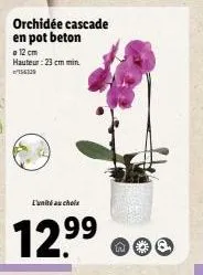 orchidée cascade en pot beton  a 12 cm  hauteur: 23 cm min.  l'unité au chole  12.9⁹⁹  99 