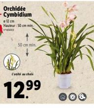 Orchidée Cymbidium  12 cm Hauteur: 50 cm min. 165001  L'unité au choix  50 cm min.  99  12.9⁹  W  8. 