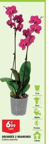 699  laplant  orchidée 2 branches coloris assortis.  12cm  regulier  mi-ambe  inter 