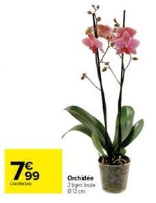 189⁹  L'orchidde  Orchidée 2tiges brute 012 cm 