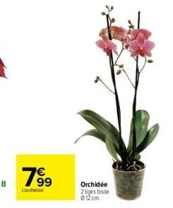 189⁹  l'orchidde  orchidée 2tiges brute 012 cm 