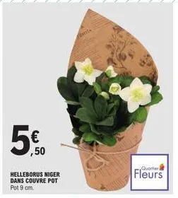 ,50  helleborus niger dans couvre pot pot 9 cm.  plants  fleurs 