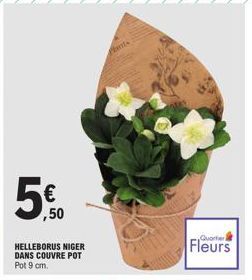 ,50  HELLEBORUS NIGER DANS COUVRE POT Pot 9 cm.  Plants  Fleurs 