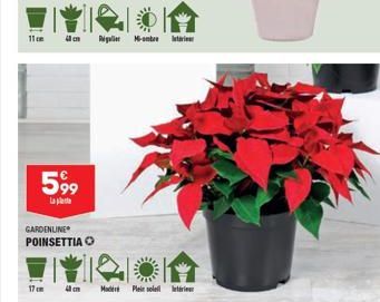 11 cm  599  La plat  GARDENLINE POINSETTIA  17cm  4  Real M  40 cm Mode Pleist  Interieur 