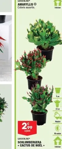 gardenline amaryllis o coloris assortis.  299  lapla  gardenline  schlumbergera  * cactus de noël  9cm  22 cm  moden  6-abre 