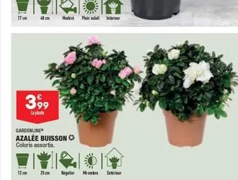 17cm  12cm  3,99  la plat  gardenline azalée buisson coloris assortis.  40 cm mode pleist  25 cm  regler -  exi 