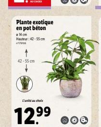 Plante exotique en pot béton  a 14 cm  Hauteur: 42-55 cm  17906  42-55 cm  L'unité au choix  12.99  *@ 