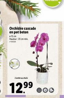 Orchidée cascade en pot beton  a 12 cm  Hauteur: 23 cm min.  L'unité au chole  12.9⁹⁹  99 