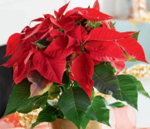 POINSETTIA POT 12 CM