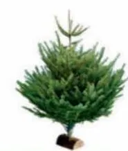 sapin nordmann coupé 100/125 cm avec bûche offerte