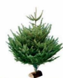 SAPIN NORDMANN COUPÉ 125/150 CM AVEC BÛCHE OFFERTE