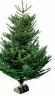 SAPIN NORDMANN COUPÉ 175/200 CM AVEC BÛCHE OFFERTE