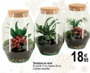terrarium en verre  en pot de 17 cm, hauteur 25 cm 2 plantes naturelles.  18% 