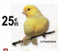 25%  95  Le Canari jaune 