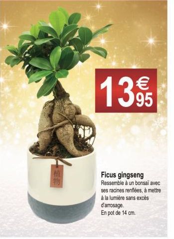 Hi  -)  物  13,95  Ficus gingseng Ressemble à un bonsaï avec ses racines renflées, à mettre à la lumière sans excès  d'arrosage.  En pot de 14 cm. 